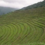 Lush terrazas agrícolas en una ladera