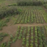 Diagrama de diversos cultivos y árboles que interactúan armoniosamente en un diseño agrícola sostenible.