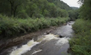 Un río fluyente con flora y fauna circundantes