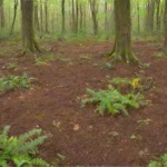 Cómo se puede medir el impacto de la reforestación en el suelo