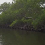 Manglares exuberantes con rica fauna a lo largo de una tranquila costa costera.